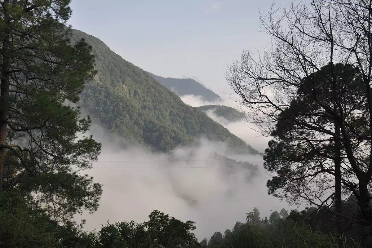 Tree House View In pangot | Cocoon Resort